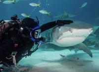 鲨鱼专家和一群鲨鱼做朋友，鲨鱼也喜欢被摸头，和狗没区别