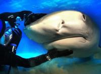 鲨鱼专家和一群鲨鱼做朋友，鲨鱼也喜欢被摸头，和狗没区别