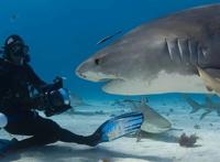 鲨鱼专家和一群鲨鱼做朋友，鲨鱼也喜欢被摸头，和狗没区别