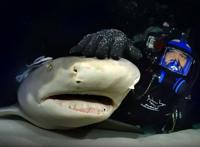 鲨鱼专家和一群鲨鱼做朋友，鲨鱼也喜欢被摸头，和狗没区别