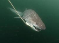 美男子钓鱼时被鲨鱼咬住脚踝狗狗扑咬鲨鱼救主