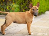 8种奇怪的狗，从陆地鲨鱼到冥界使者，从爬树高手到歌唱家！