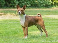 8种奇怪的狗，从陆地鲨鱼到冥界使者，从爬树高手到歌唱家！