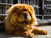 8种奇怪的狗，从陆地鲨鱼到冥界使者，从爬树高手到歌唱家！