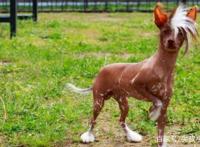 8种奇怪的狗，从陆地鲨鱼到冥界使者，从爬树高手到歌唱家！