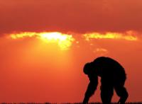 杀人最多的八种动物，恐怖到每年致死72万，“杀戮”机器颠覆三观