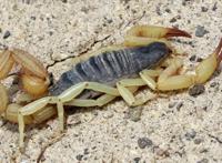 杀人最多的八种动物，恐怖到每年致死72万，“杀戮”机器颠覆三观