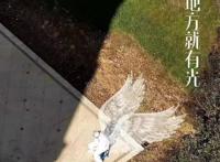 全杭州都在找的“天使大白”找到了！但他不是一个人……