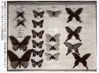 为什么日本人如此沉迷于捕虫？