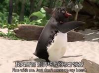 这部动画主角是企鹅，美式幽默也蕴含哲理，纪录片式拍摄