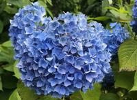 名侦探柯南游戏推出·梅雨季节设计图，灰原哀戴小红帽乖巧可爱