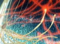 火影忍者：限量珍藏版4个螺旋丸，都在剧场版，一种需要妹子配合