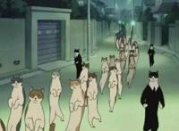 喵星人已经占领日本小岛，成立猫的王国，现实版猫的报恩即将来临