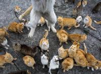 喵星人已经占领日本小岛，成立猫的王国，现实版猫的报恩即将来临