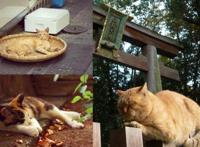 喵星人已经占领日本小岛，成立猫的王国，现实版猫的报恩即将来临