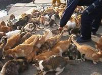 喵星人已经占领日本小岛，成立猫的王国，现实版猫的报恩即将来临