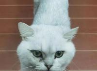 残疾猫被面馆老板娘救活后上演《猫的报恩》：捉13只老鼠“送”主人