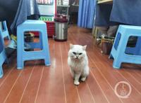 残疾猫被面馆老板娘救活后上演《猫的报恩》：捉13只老鼠“送”主人