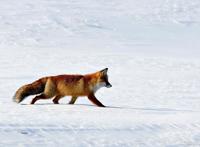《了不起的狐狸爸爸》故事梗概及作者简介