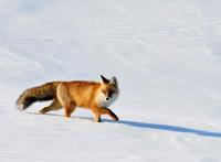 《了不起的狐狸爸爸》故事梗概及作者简介