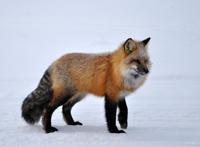 《了不起的狐狸爸爸》故事梗概及作者简介