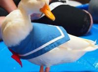 那些笑出腹肌的cosplay：兵长是被威胁了？要不然怎么会女装呢？