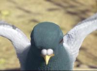 熊出没变形记：盘点6个特殊交通工具，最后一个差点被炖了