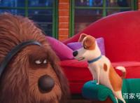 兔子和狗合力开汽车，脑洞大开的动漫电影，你的宠物会这样吗？