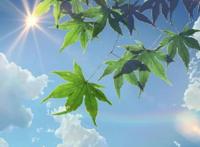 新海诚不仅有少年的爱情故事，还有那些让人难以忘怀的美景