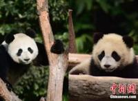 我们的滚滚是如何征服世界的？