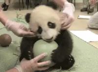 我们的滚滚是如何征服世界的？