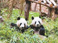 川台共话熊猫文化产业新愿景