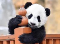 大熊猫能有什么坏心眼呢