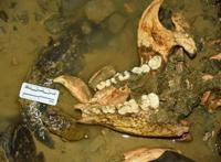 大熊猫能有什么坏心眼呢