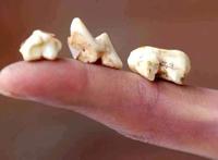 大熊猫能有什么坏心眼呢