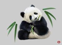 熊出没为什么不让中国特有的熊猫当主角，而要让棕熊当主角