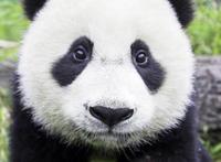 熊出没为什么不让中国特有的熊猫当主角，而要让棕熊当主角