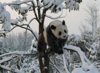 质量上乘却沦为陪跑，《灵能百分百》第三季还能否问世？