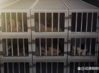 《间谍过家家第13集》精彩抢先看，这个反派有点小帅