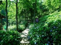 武汉周边发现宫崎骏同款花海！1.5小时直达，漫山绣球花正逢盛放