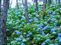 武汉周边发现宫崎骏同款花海！1.5小时直达，漫山绣球花正逢盛放