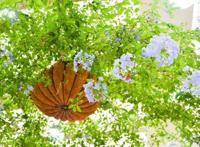 徜徉郁金香空中花园，百万葵园的冬日恋歌