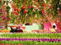 徜徉郁金香空中花园，百万葵园的冬日恋歌