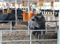 效果图惊艳！淄博将建五星级酒店、影视基地、旅游综合体等重大文旅项目