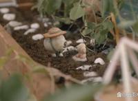 穿着鞋子的贝壳马塞尔：烂番茄99%新鲜度，8.4分的A24高口碑电影