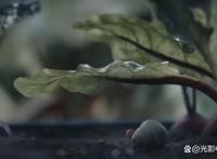 穿着鞋子的贝壳马塞尔：烂番茄99%新鲜度，8.4分的A24高口碑电影