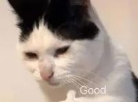 蛋仔派对：疯狂马戏团赛季上线，精美外观与你一起嗨翻整个夏日