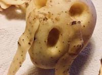 蔬菜的“名场面”，我画的都没它们长得好，太搞笑了，哈哈哈……