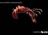 我们用来咬合的颌骨，竟和这条古鱼海怪一脉相承｜朱幼安