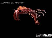 我们用来咬合的颌骨，竟和这条古鱼海怪一脉相承